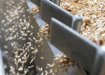 Siberia’s Rising Breadbasket: A 20% Grain Surge and the Logistics Challenge