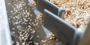 Siberia’s Rising Breadbasket: A 20% Grain Surge and the Logistics Challenge