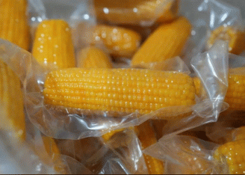 Beyond the Cob: How Xinjiang’s Yining County is Engineering a Premium Sweet Corn Revolution