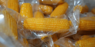 Beyond the Cob: How Xinjiang’s Yining County is Engineering a Premium Sweet Corn Revolution