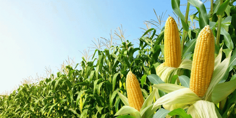 The Global Feed Grain Shift: Thailand’s Tariff Move and What It Signals for Agriculture