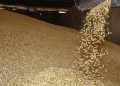 A Slight Dip with Strategic Depth: Analyzing Kurgan’s Grain and Oilseed Exports to China