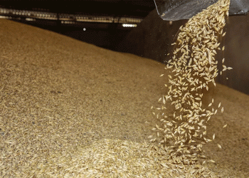 A Slight Dip with Strategic Depth: Analyzing Kurgan’s Grain and Oilseed Exports to China