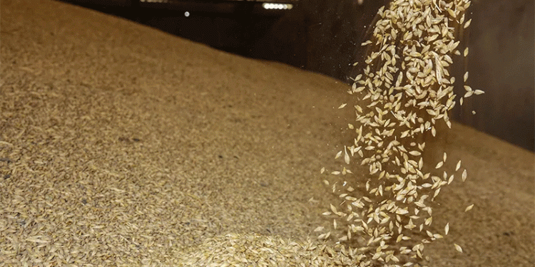 A Slight Dip with Strategic Depth: Analyzing Kurgan’s Grain and Oilseed Exports to China