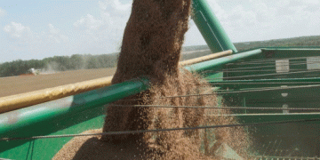 Navigating the Flood: Global Wheat Abundance Reshapes Price Dynamics and Competition