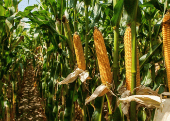 The Global Feed Grain Shift: Thailand’s Tariff Move and What It Signals for Agriculture