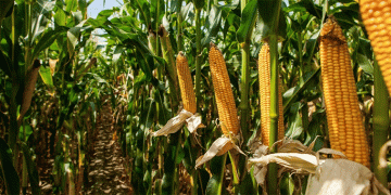 The Global Feed Grain Shift: Thailand’s Tariff Move and What It Signals for Agriculture