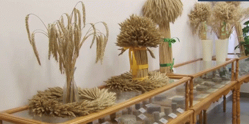 Beyond Wheat: How a Mountain Institute is Pioneering Climate-Resilient Agriculture with Triticale and Deep Processing