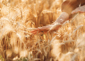 Record Harvest, Floating Taxes: Navigating the New Math of Russian Wheat Exports