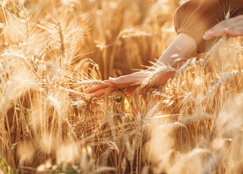 Record Harvest, Floating Taxes: Navigating the New Math of Russian Wheat Exports