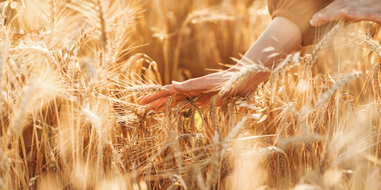 Record Harvest, Floating Taxes: Navigating the New Math of Russian Wheat Exports