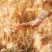 Record Harvest, Floating Taxes: Navigating the New Math of Russian Wheat Exports
