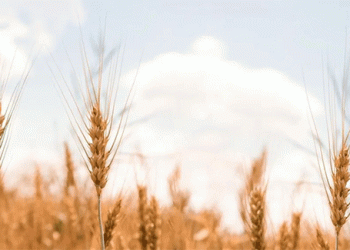 Russia’s 2025 Harvest: A 139.4 Million Ton Grain Benchmark and Shifting Sector Dynamics
