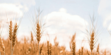 Russia’s 2025 Harvest: A 139.4 Million Ton Grain Benchmark and Shifting Sector Dynamics