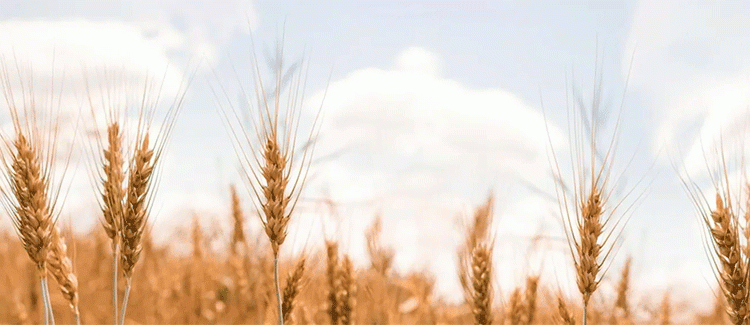 Russia’s 2025 Harvest: A 139.4 Million Ton Grain Benchmark and Shifting Sector Dynamics
