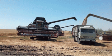 The 28% Leap: Decoding Stavropol’s Record Wheat Yield of 4.6 t/ha