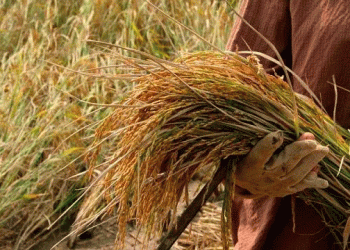 Beyond Borders: How Indonesia’s Grain Independence is Reshaping Global Markets and Farm Economies