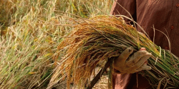 Beyond Borders: How Indonesia’s Grain Independence is Reshaping Global Markets and Farm Economies