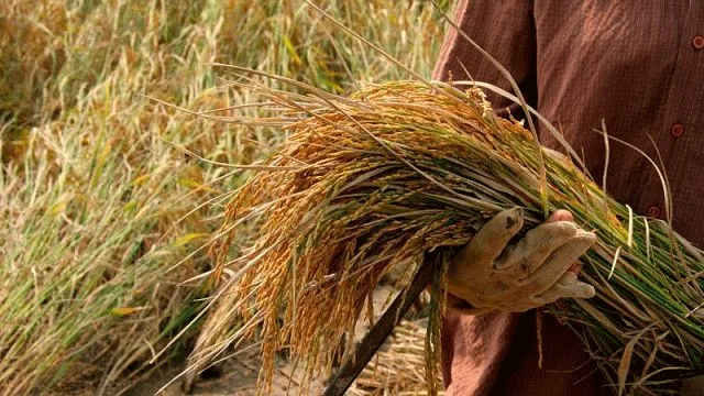 Beyond Borders: How Indonesia’s Grain Independence is Reshaping Global Markets and Farm Economies