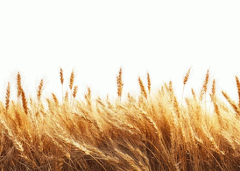 Chicago Wheat Craters: A Perfect Storm of Global Competition and Favorable Weather Sinks Prices