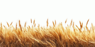 Chicago Wheat Craters: A Perfect Storm of Global Competition and Favorable Weather Sinks Prices