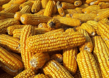 Decoding the Quota: Russia’s Proposed 20 MMT Export Cap for 2026 and Its Market Implications