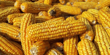 Decoding the Quota: Russia’s Proposed 20 MMT Export Cap for 2026 and Its Market Implications