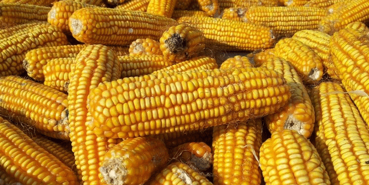 Decoding the Quota: Russia’s Proposed 20 MMT Export Cap for 2026 and Its Market Implications