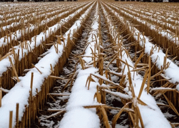 Pyrrhic Victory: Record Russian Grain Tonnage Masked by Catastrophic Quality and Harvest Failures