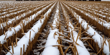 Pyrrhic Victory: Record Russian Grain Tonnage Masked by Catastrophic Quality and Harvest Failures