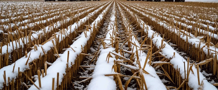 Pyrrhic Victory: Record Russian Grain Tonnage Masked by Catastrophic Quality and Harvest Failures